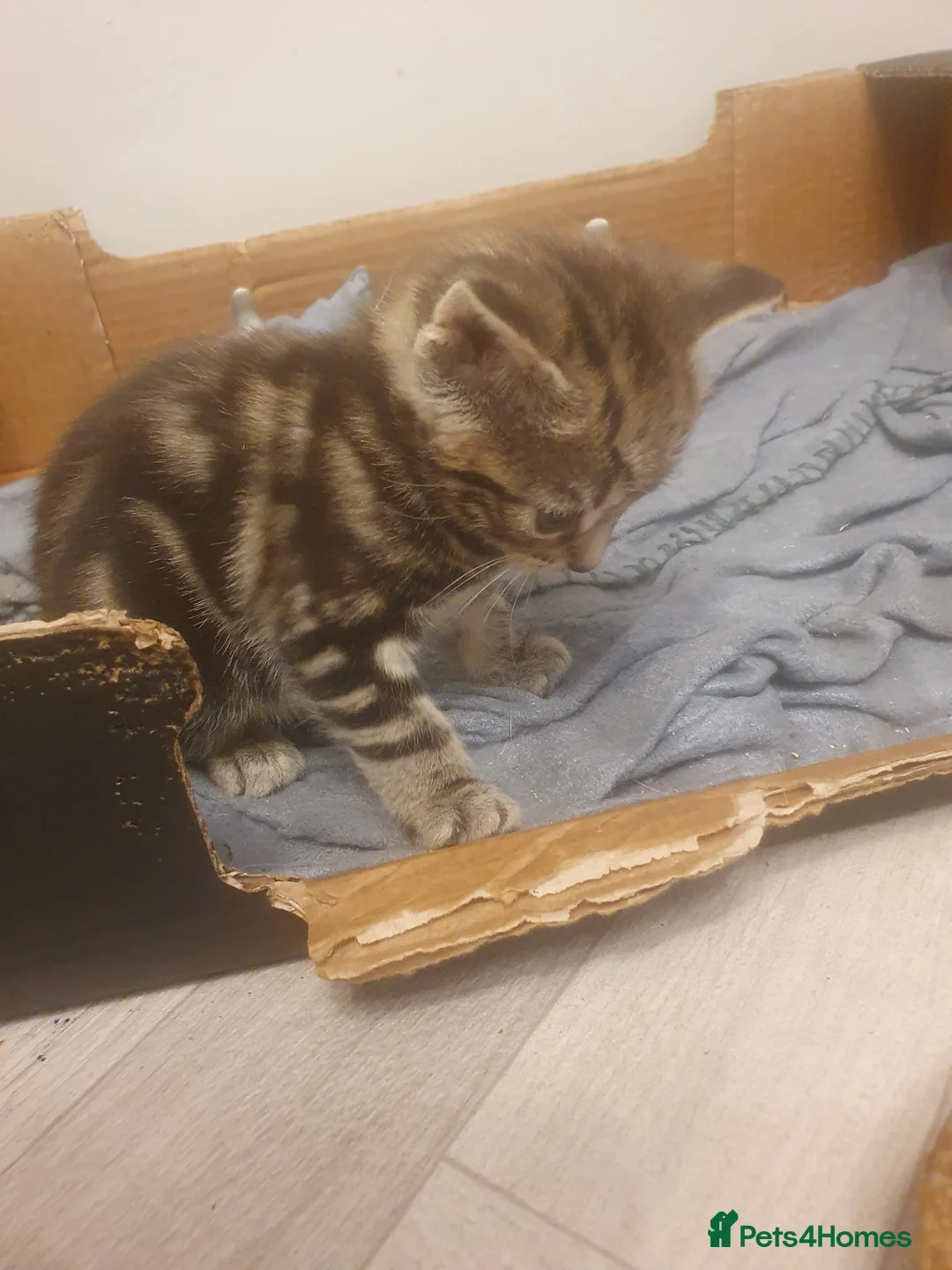 Mixed Breed cats for sale: 2 male kittens  - Advert 2