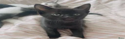Domestic Shorthair cats for sale: 4 black 1 tabby  - Advert 4