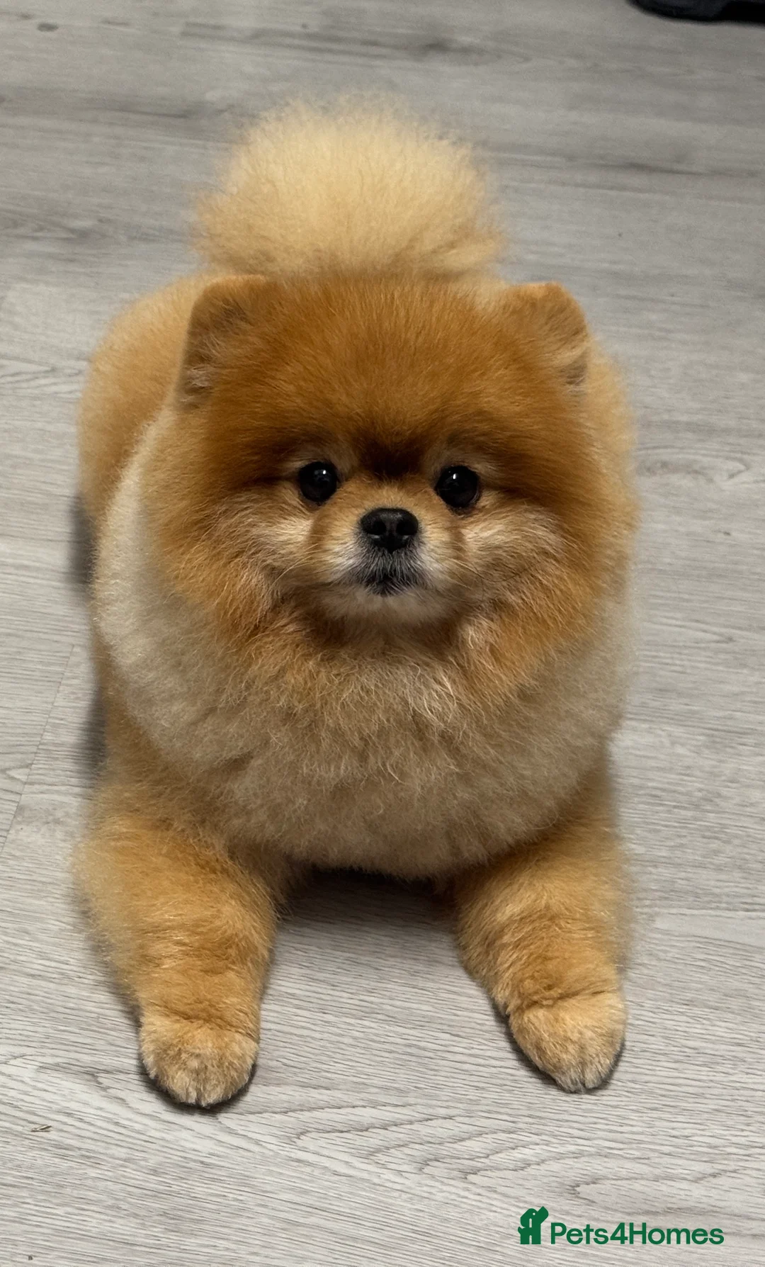 Pomeranian dogs for stud: Pomeranian stud in Stansted - Advert 1