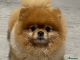 Pomeranian dogs Pomeranian stud in Stansted - Advert 12