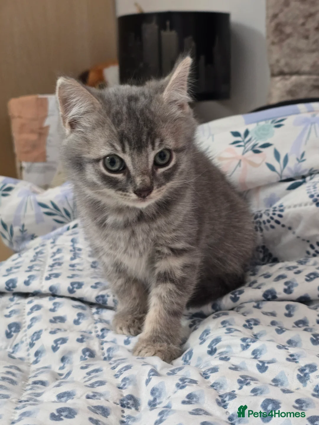 Mixed Breed cats for sale: Beautiful 8-week-old male kittens  - Advert 9