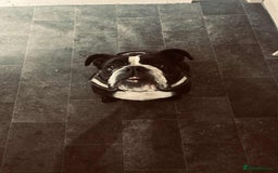 English Bulldog dogs for sale: English bulldog - Image 6