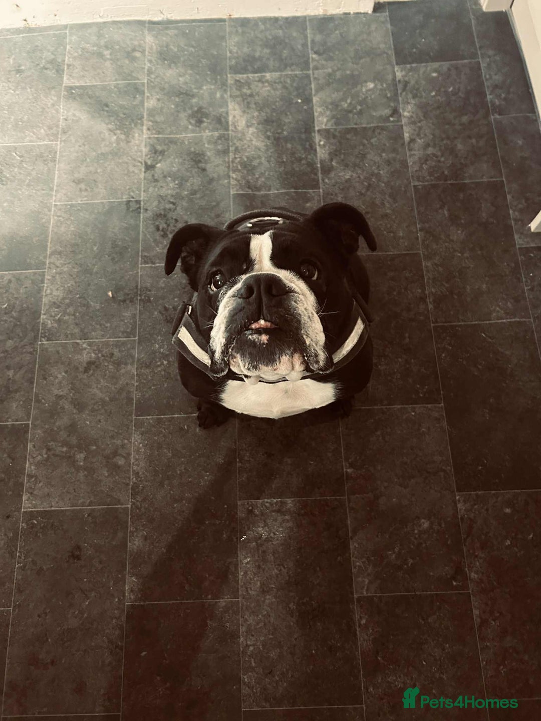 English Bulldog dogs for sale: English bulldog - Image 6