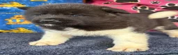 Akita dogs for sale: Beautiful American Akita Puppies - Advert 4