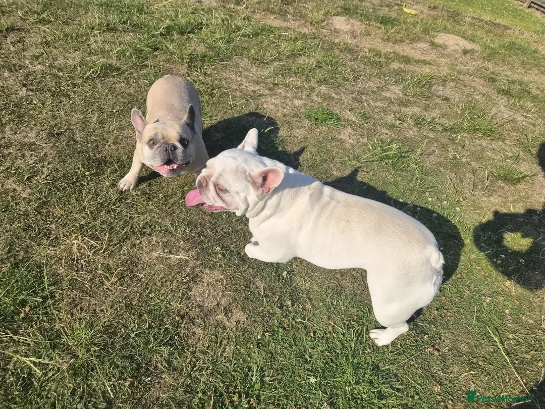 French Bulldog dogs for adoption: TRIXIE — LOOKING FOR A FAMILY TO CALL HER OWN 💕 - Advert 1