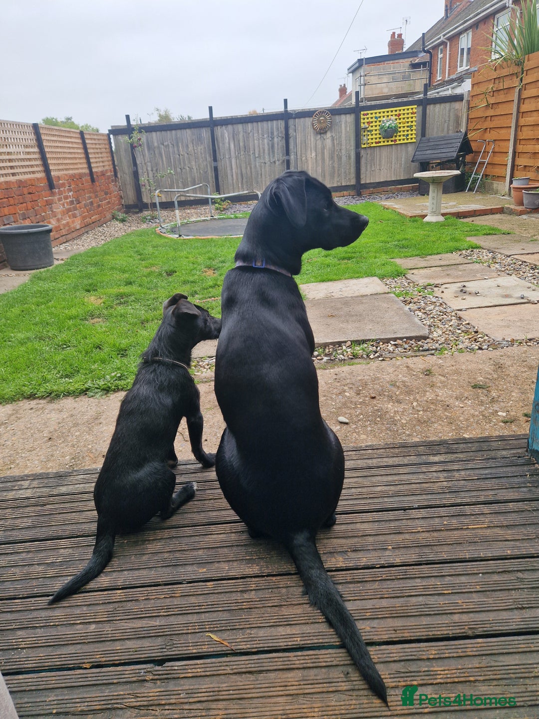 Mixed Breed dogs for sale: Beautiful dalmador Callie  - Image 4