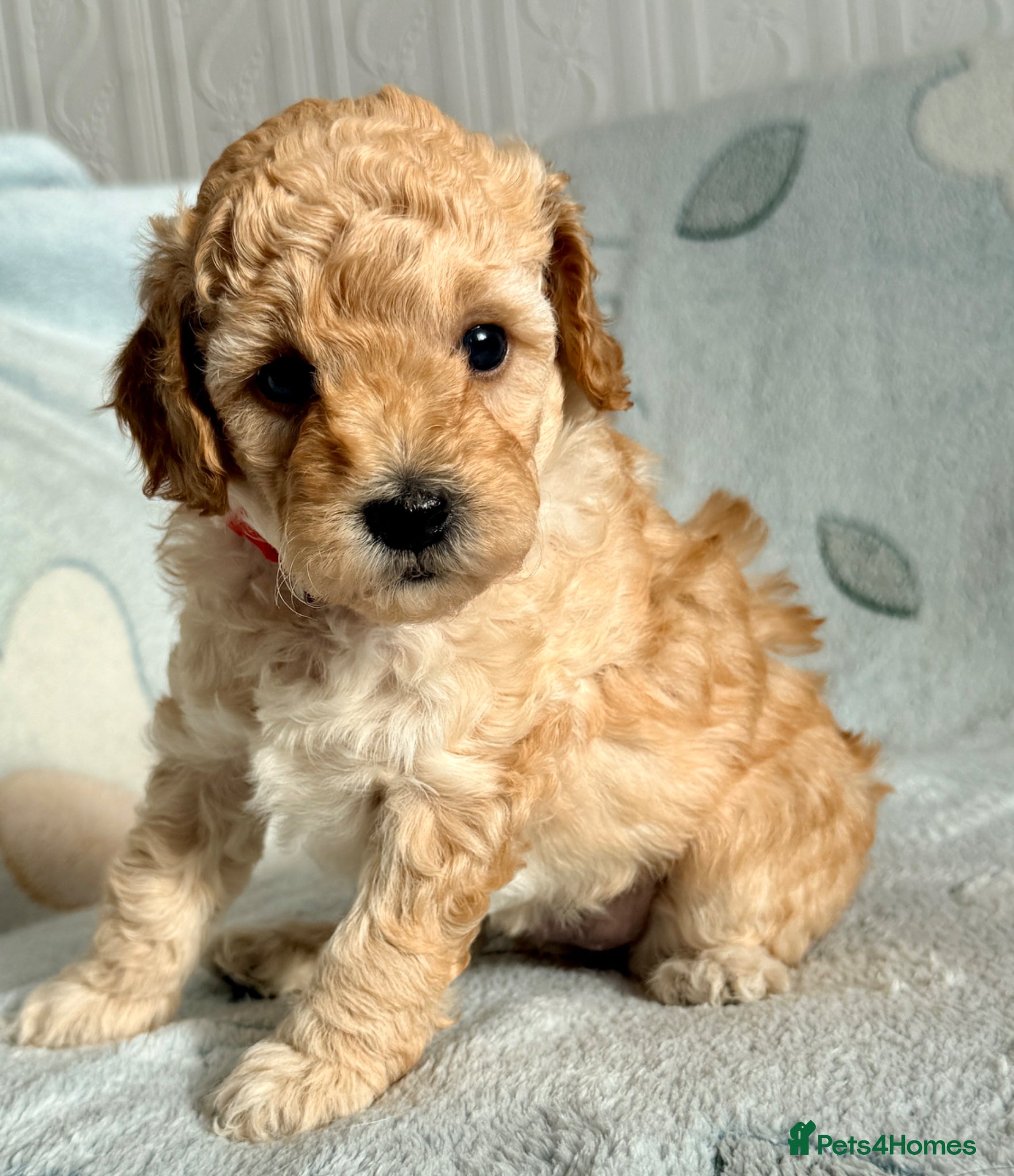 Cockapoo dogs ✨Exceptional F1BB Cockapoo Puppies✨ - Advert 1