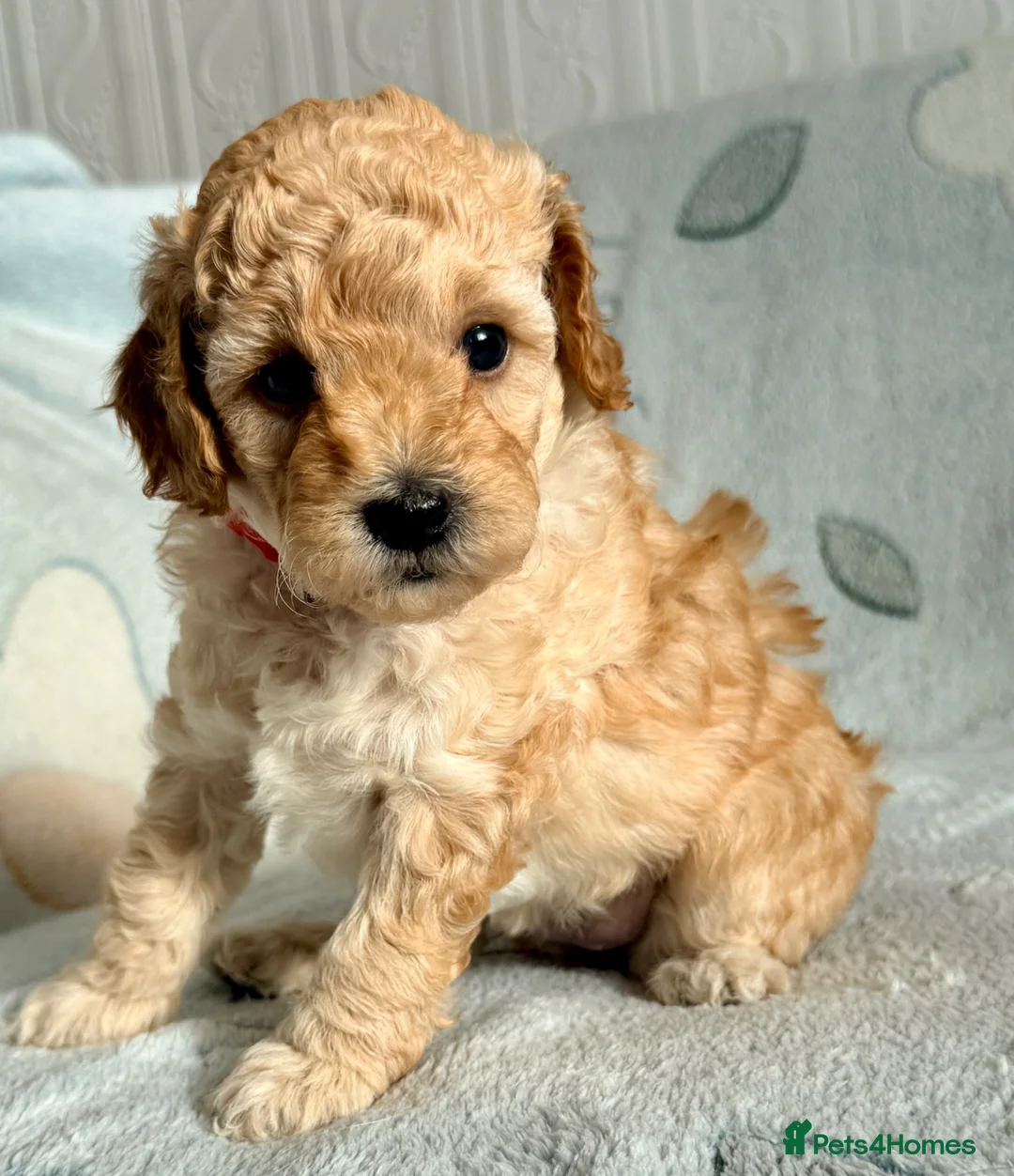 Cockapoo dogs for sale: ✨Exceptional DNA clear F1BB Cockapoo Puppies✨ - Advert 1