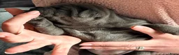 Staffordshire Bull Terrier dogs for sale: Pharaon X Piro X Bill Champion pups - Advert 12