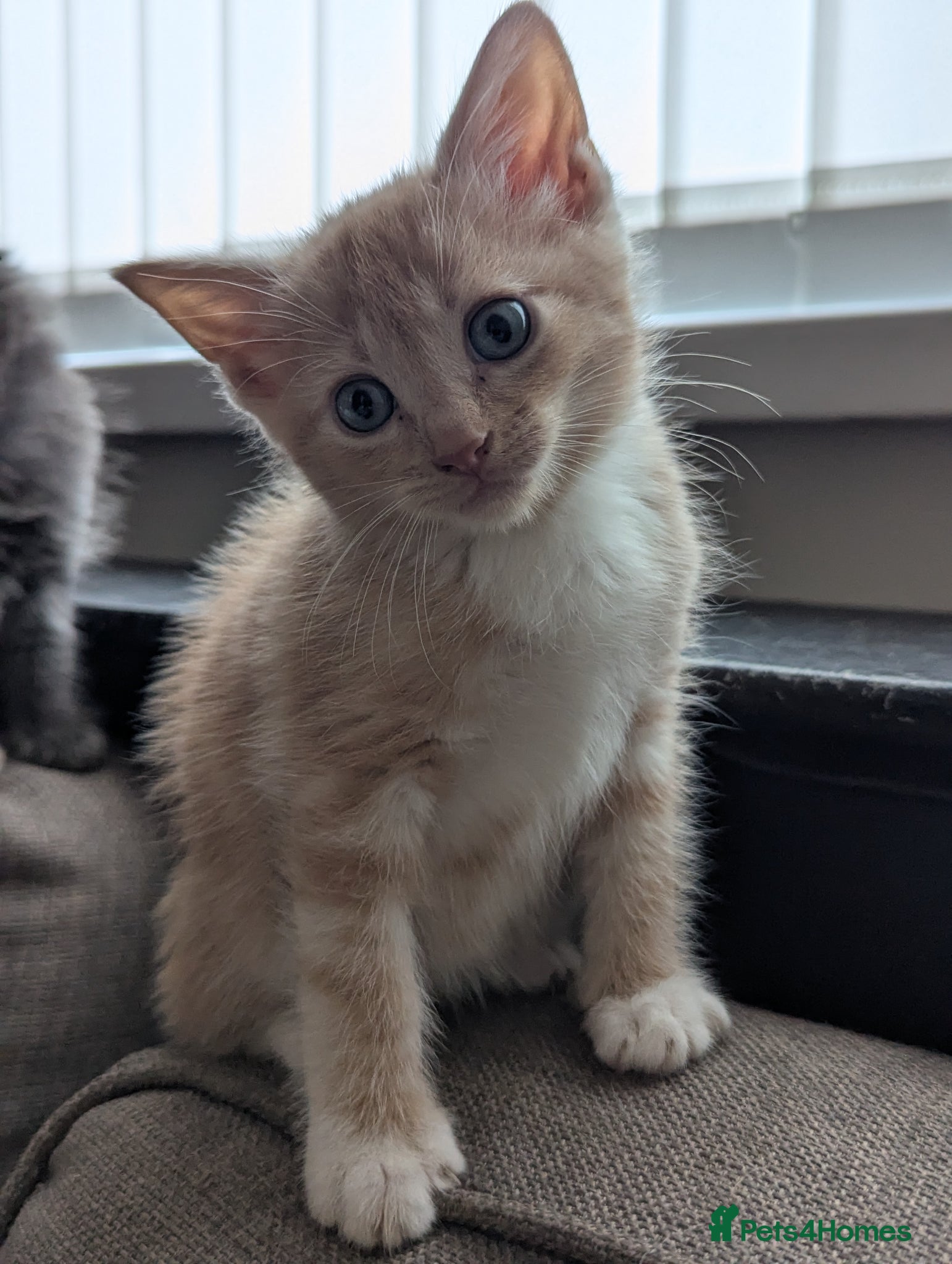 Mixed Breed cats for sale: Beautiful half ragdoll kittens  - Advert 12