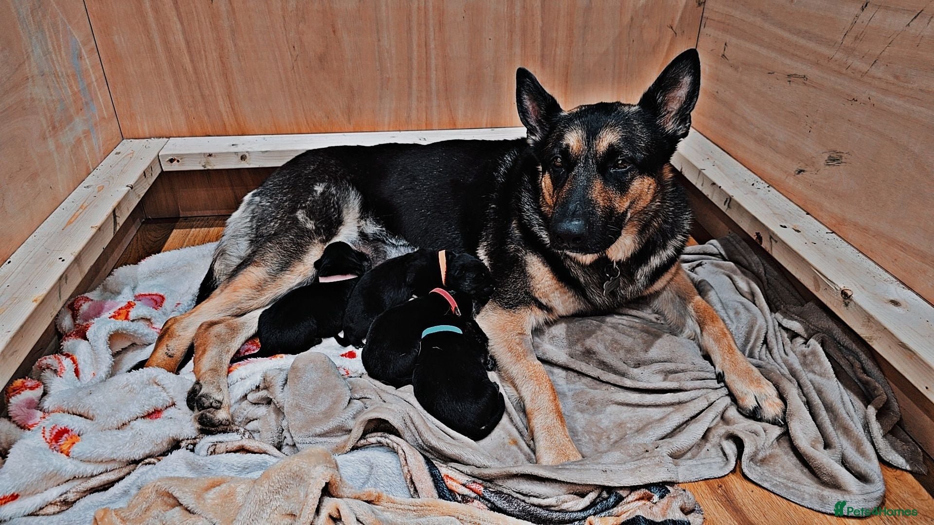 German Shepherd dogs WORKING LINE GSD PUPPIES  - Advert 1