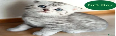 Scottish Fold 3