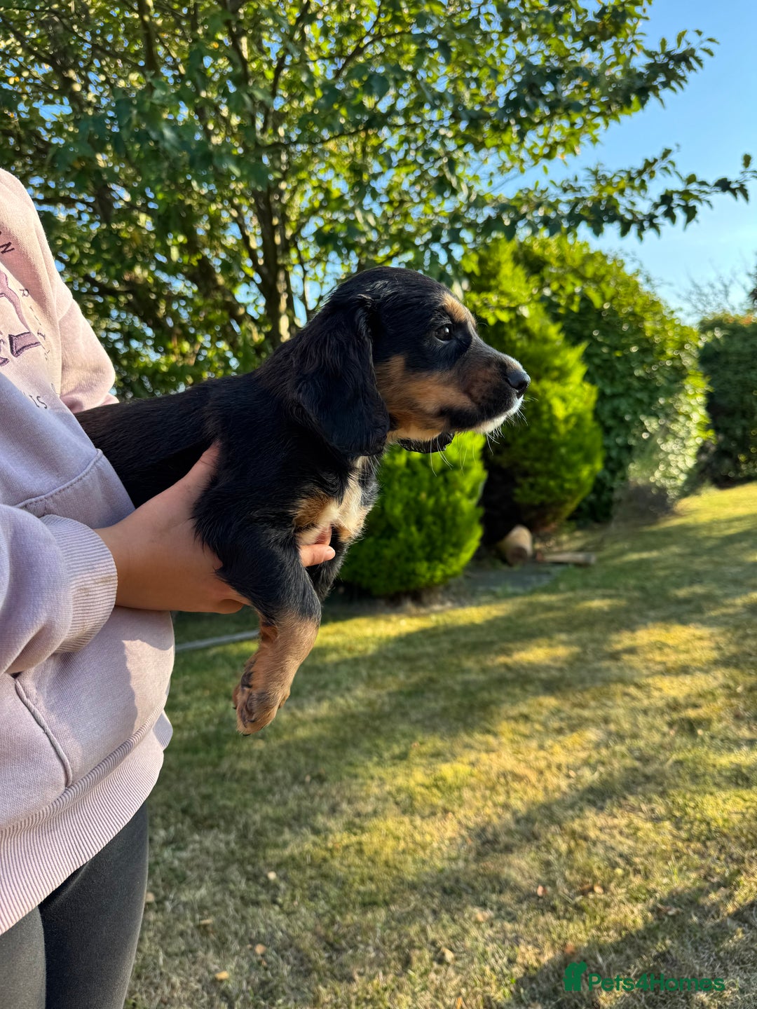 Cocker Spaniel dogs for sale: Working cocker spaniels  - Image 13