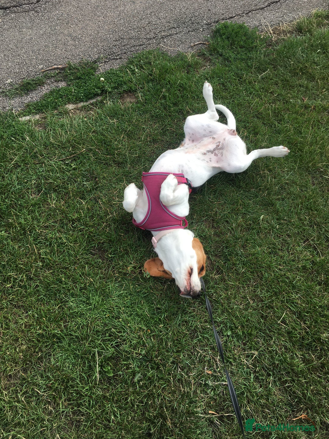 Beagle dogs for sale: Rehoming Roxy - Image 5
