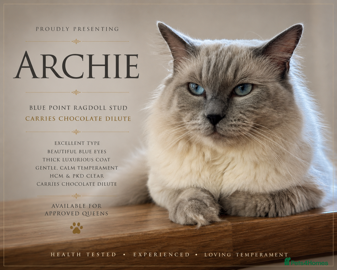 Ragdoll cats DNA TESTED🧬 Blue Point, Choc Carrier Ragdoll STUD - Advert 19