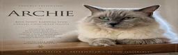 Ragdoll cats for stud: DNA TESTED🧬 Blue Point, Choc Carrier Ragdoll STUD - Advert 1