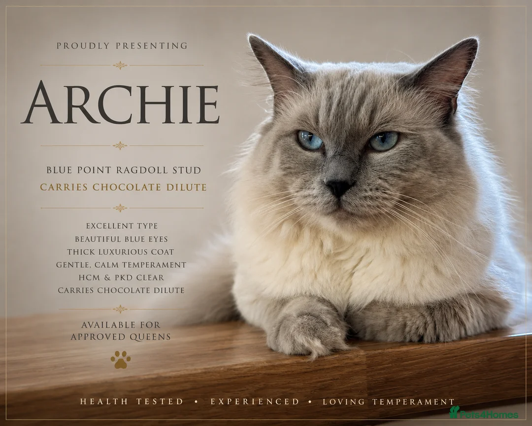 Ragdoll cats for stud: DNA TESTED🧬 Blue Point, Choc Carrier Ragdoll STUD - Advert 1
