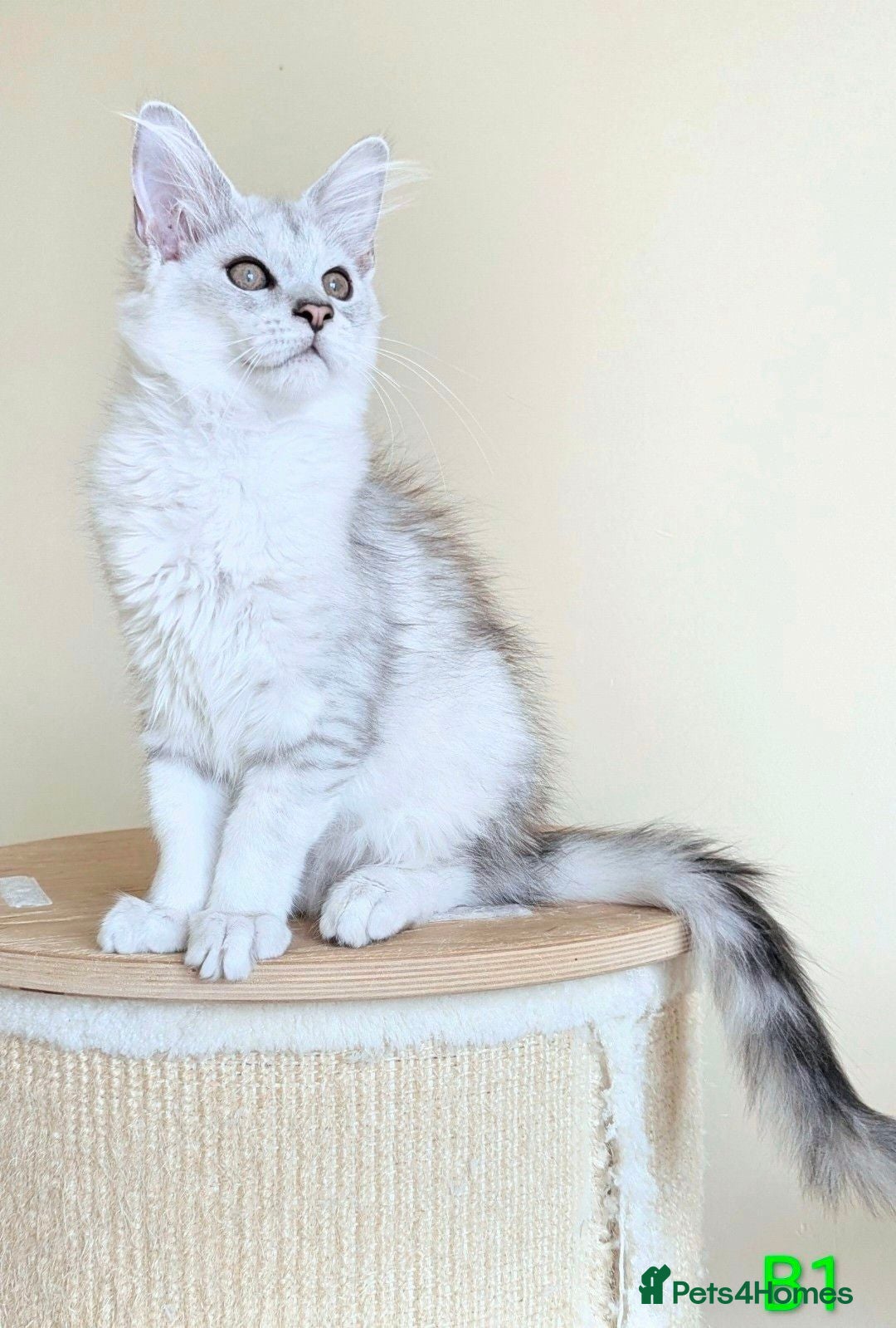 Maine Coon cats Male Maine Coons - Advert 2