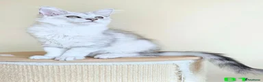 Maine Coon 1