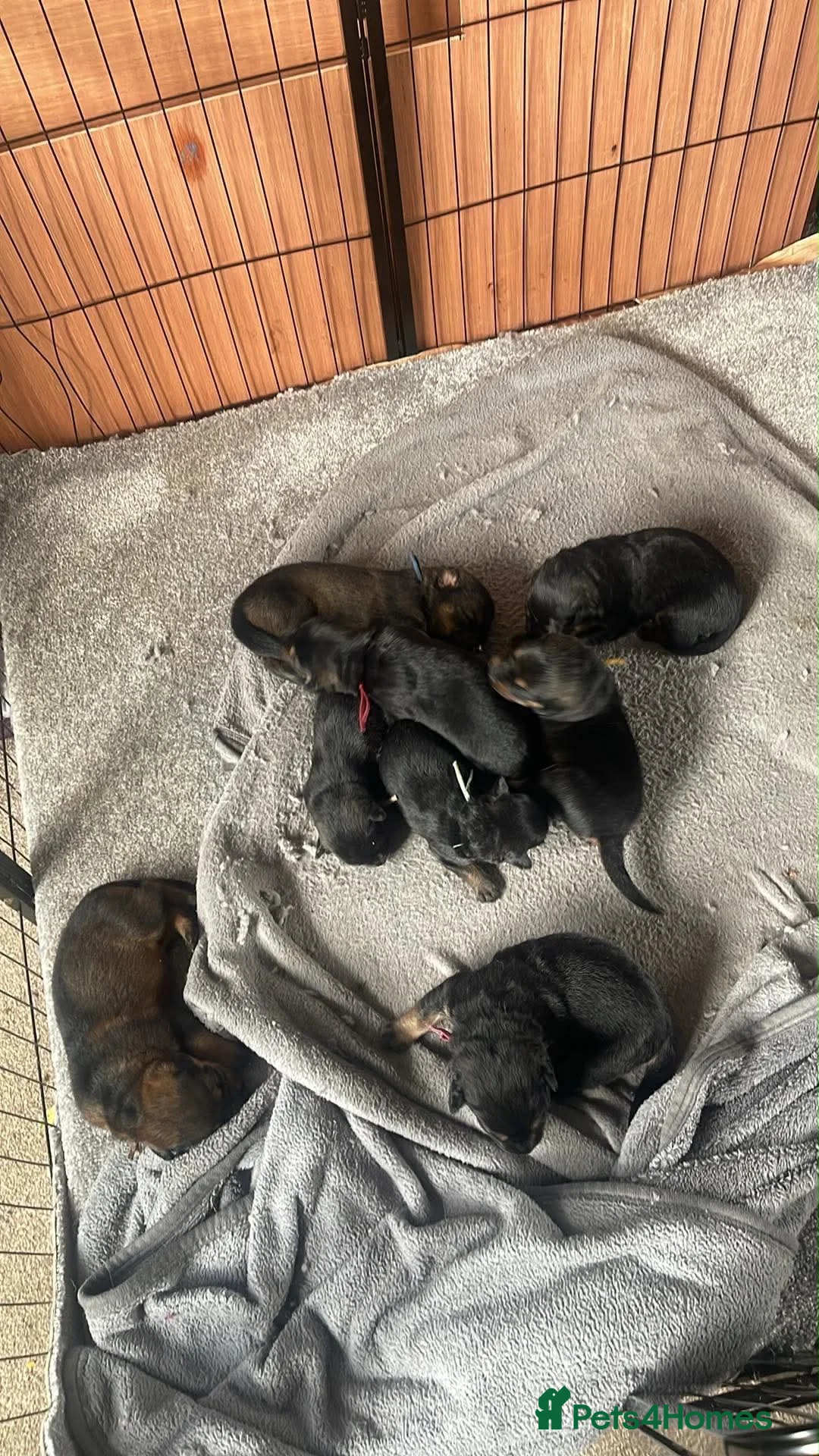 Mixed Breed dogs for sale: German Shepherd x Rottweiler - Advert 2