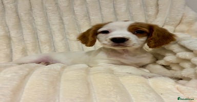 Cocker Spaniel dogs - Advert 12