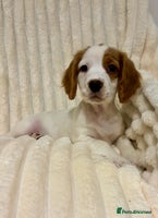 Cocker Spaniel dogs - Advert 12