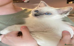 Ragdoll cats for sale: GCCF Beautiful Ragdoll Kittens - Image 33