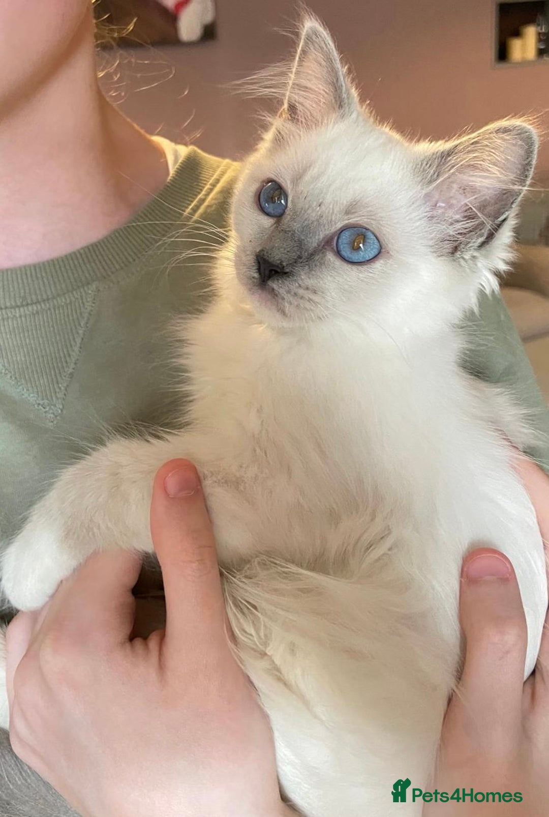 Ragdoll cats for sale: GCCF Beautiful Ragdoll Kittens - Image 33