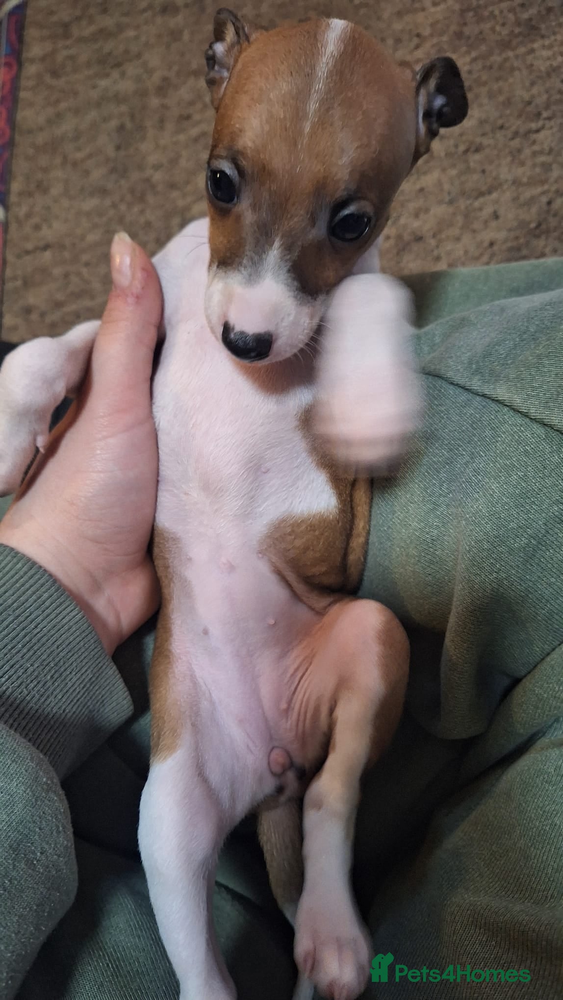 Italian Greyhound dogs Beautiful Italian Greyhound Puppies KC Registered - Advert 13