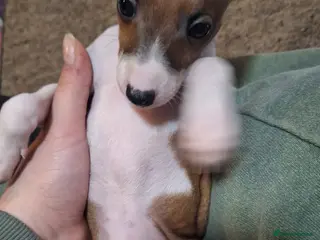 Italian Greyhound dogs Beautiful Italian Greyhound Puppies KC Registered - Advert 13