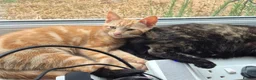 Mixed Breed cats for sale: Mum & Son in Hayling Island - Advert 6