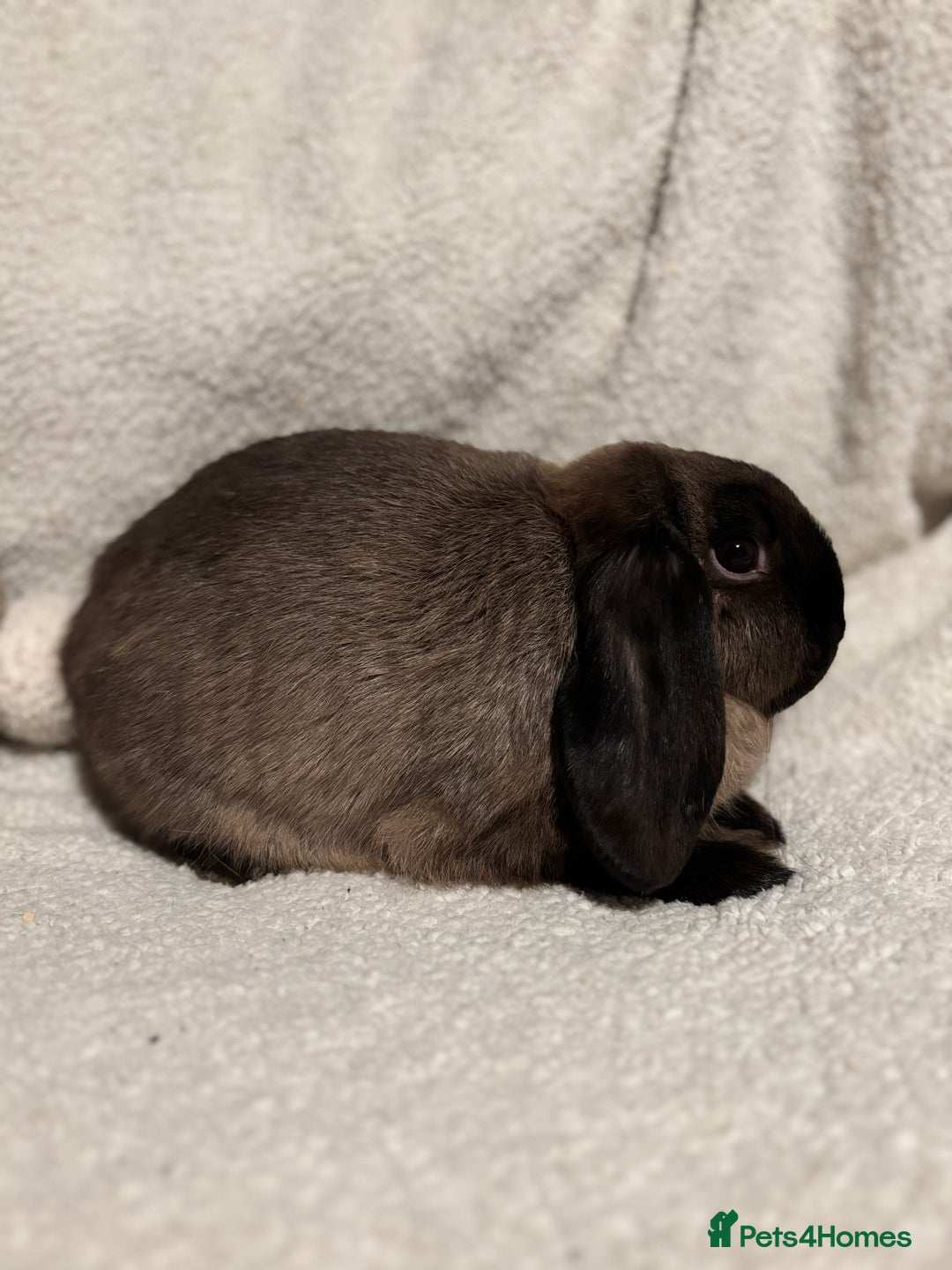 Mini Lop rabbits for sale: Stunning mini lop doe for sale 🫶🏻 - Advert 4