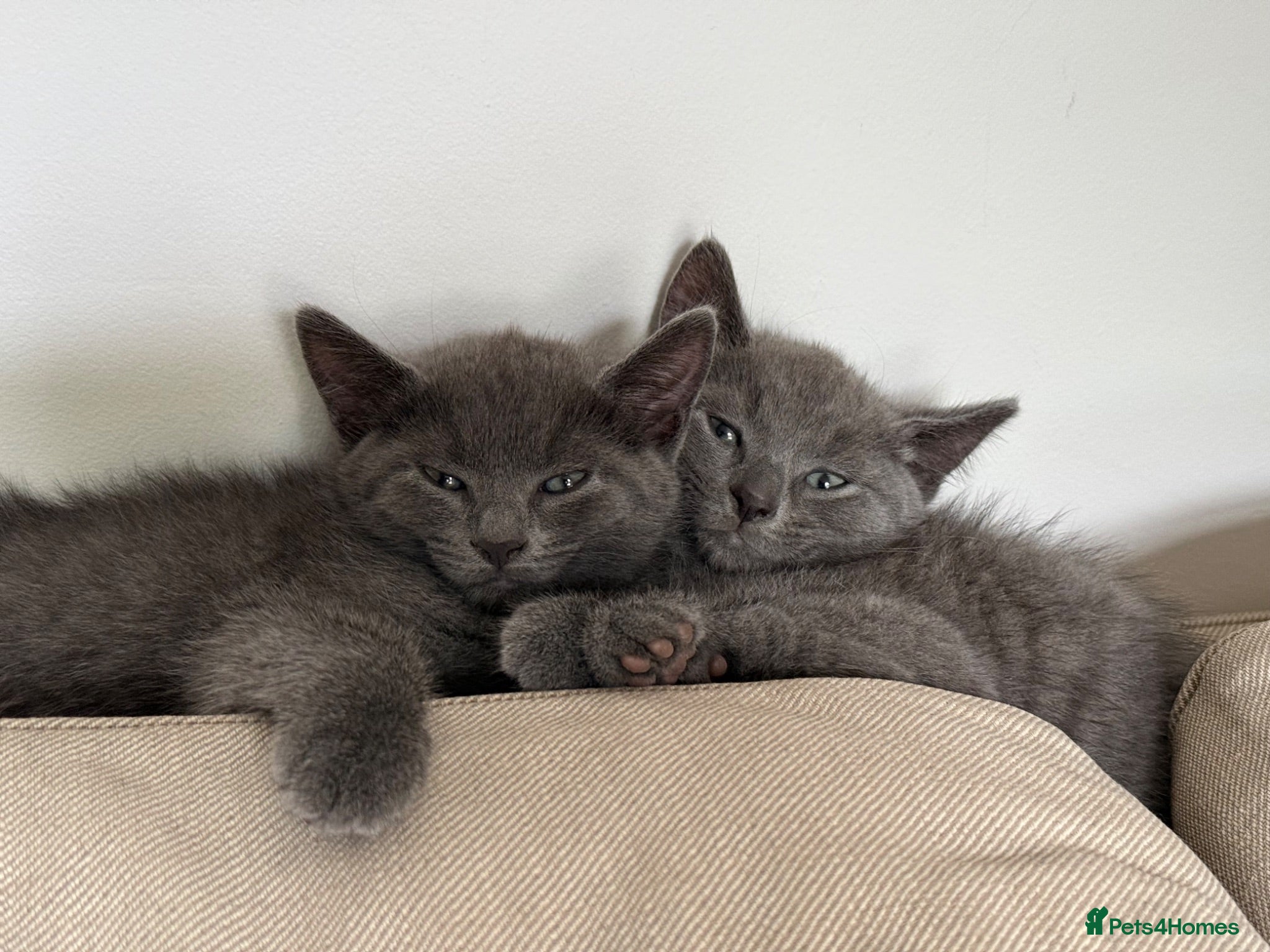 Russian Blue cats Russian blue kittens  - Advert 3