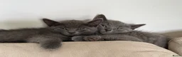 Russian Blue cats for sale: Russian blue kittens  - Advert 1