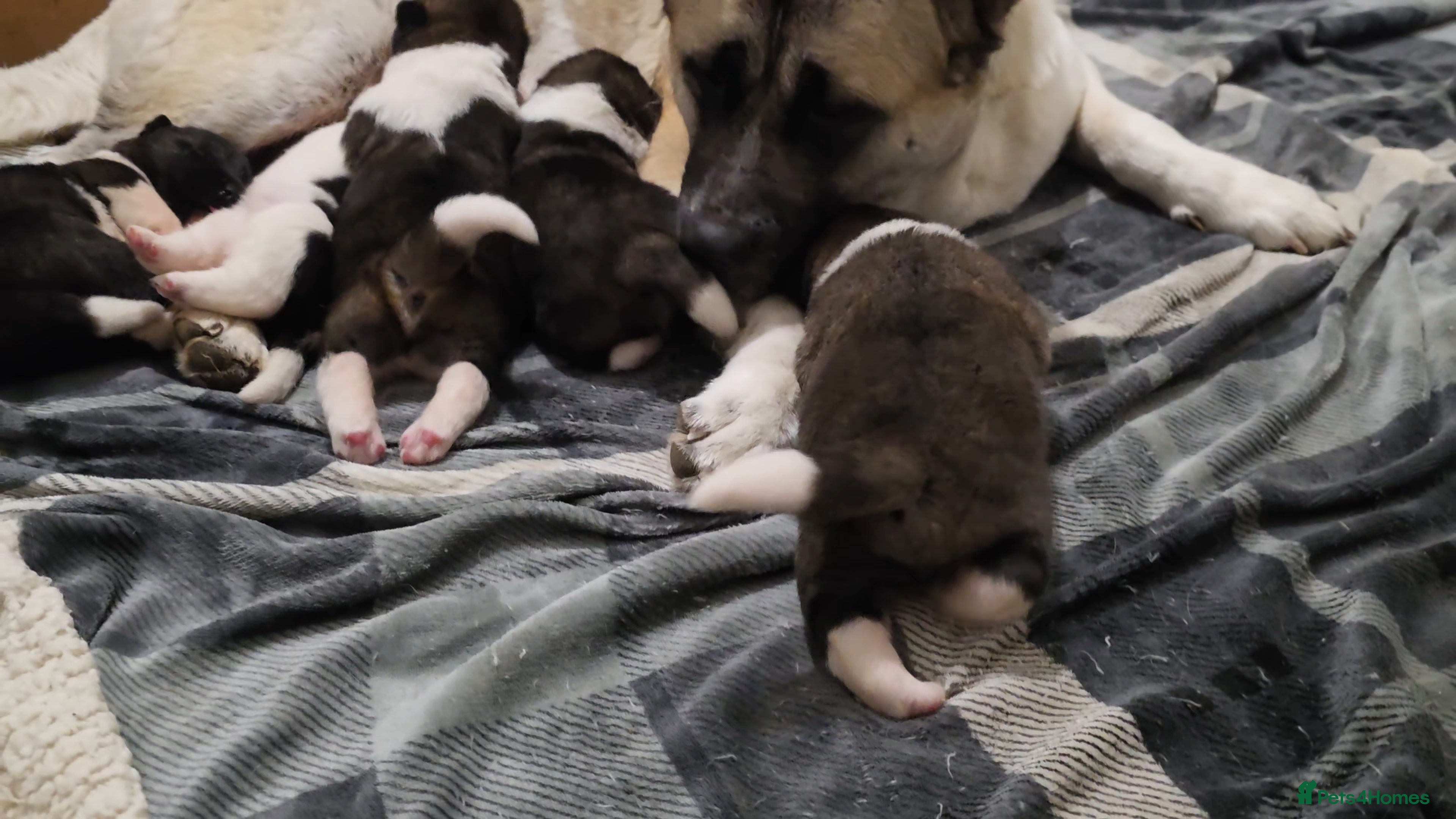 Akita dogs Beautiful pure breed American Akita puppies  - Advert 1