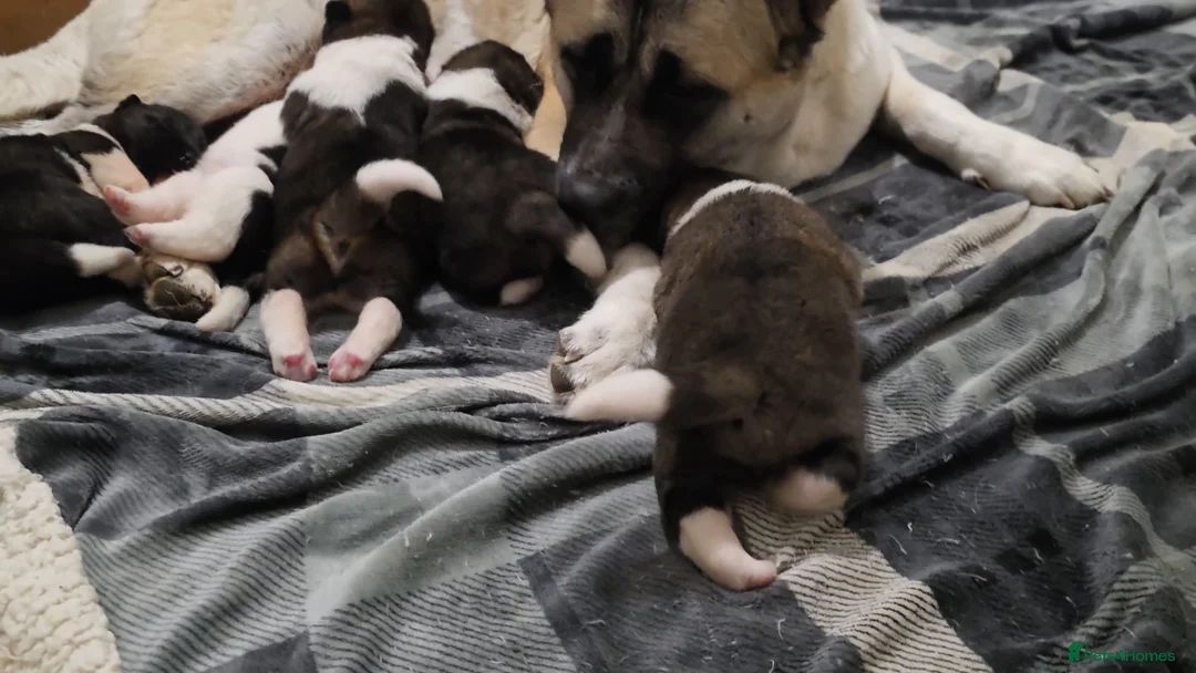 Akita dogs for sale: Beautiful pure breed American Akita puppies  - Advert 1