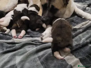 Akita dogs Beautiful pure breed American Akita puppies - Advert 1