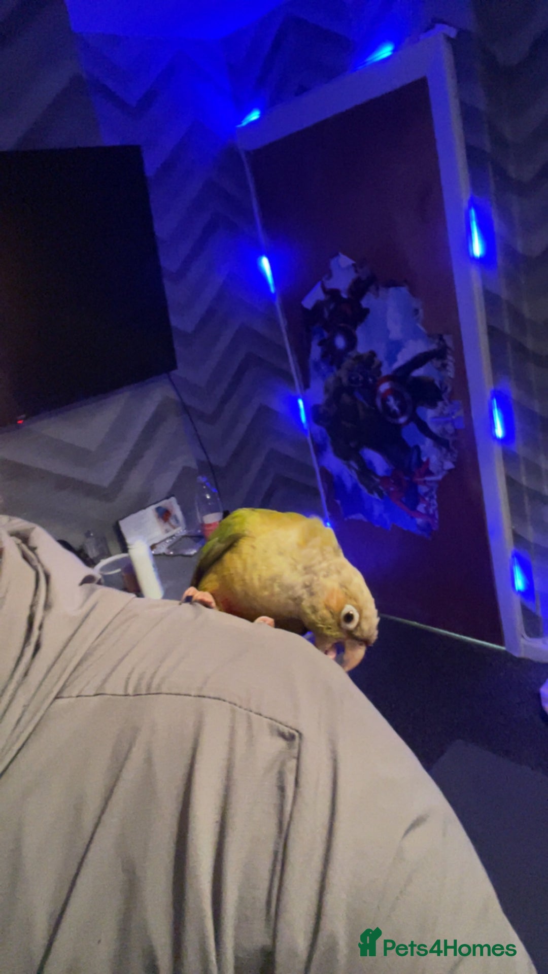 Conures birds for sale: Conure parrot - Advert 3