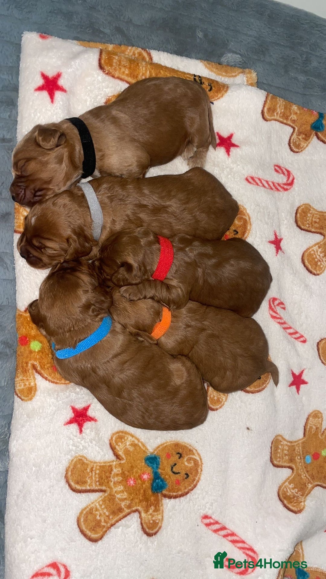Cockapoo dogs for sale: 5 Stunning fox red Cockapoos (health tested) - Image 14