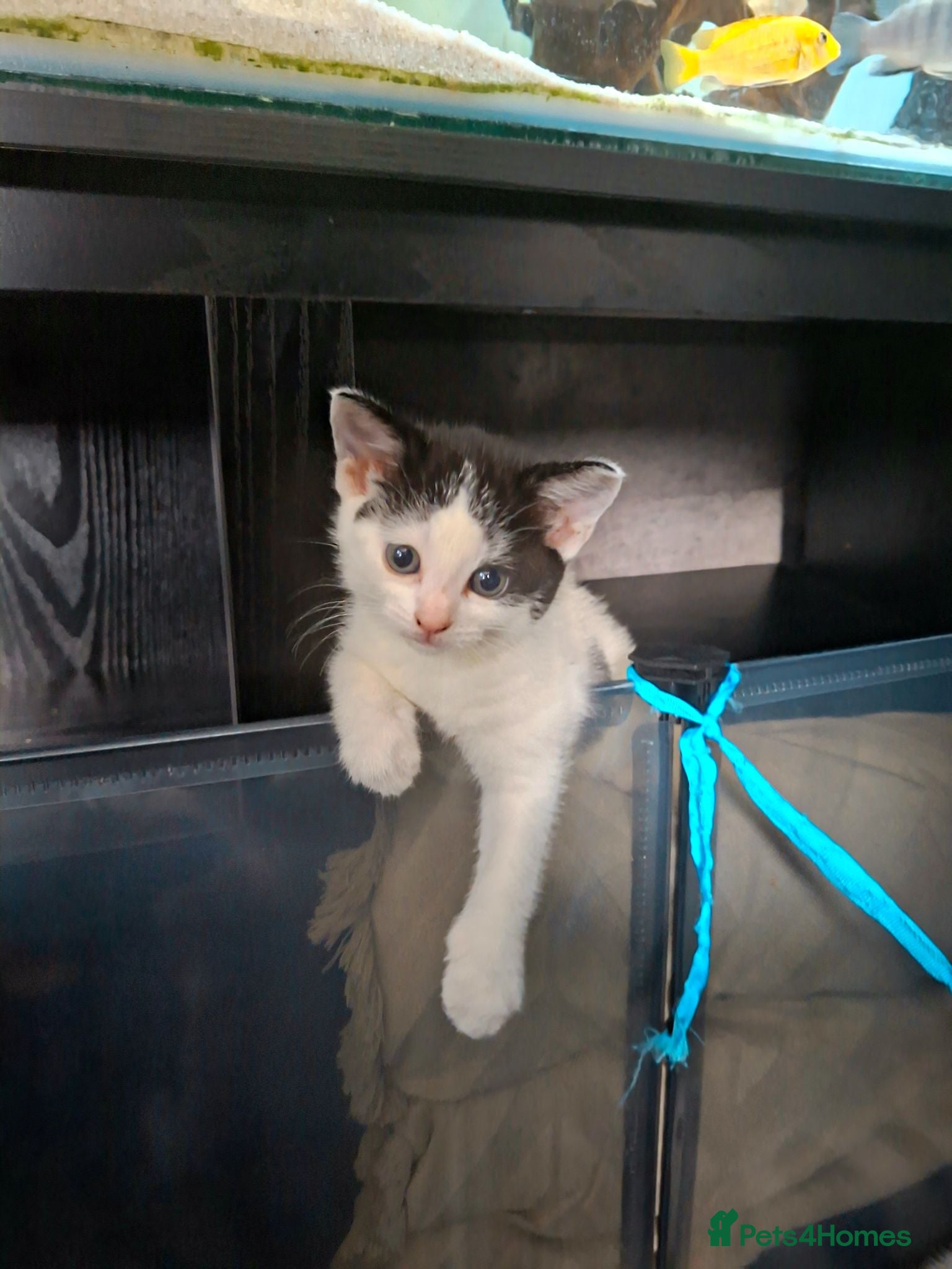 Mixed Breed cats Fluffy playfull healthy kittens - Advert 12