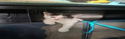Mixed Breed cats for sale: Fluffy playfull healthy kittens - Advert 10