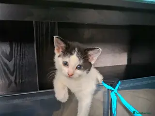 Mixed Breed cats Fluffy playfull healthy kittens - Advert 12