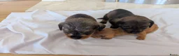 Mixed Breed dogs for sale: 3/4 dachshund 1/4 jack Russell - Advert 29