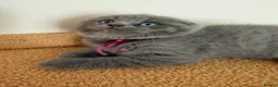 Scottish Fold cats for sale: Unique blue and odd eye kittens - Advert 14