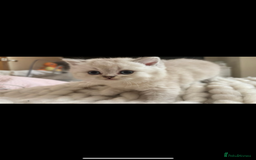 British Shorthair cats for sale: White / bits of beige and grey / British shorthair - Image 4