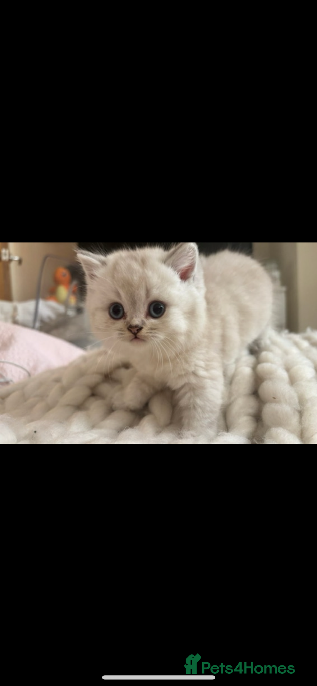 British Shorthair cats for sale: White / bits of beige and grey / British shorthair - Image 4