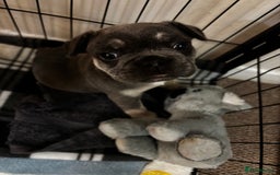 French Bulldog dogs for sale: Male French Bulldog - Image 5