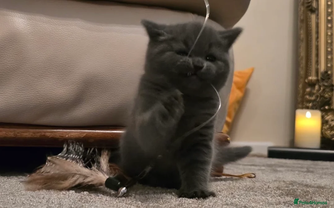 British Shorthair cats for sale: Two Stunning Pedigree British Shorthair Girls - Advert 2