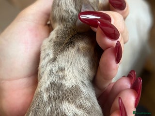 Miniature Dachshund dogs Beautiful litter of miniature dachshund - Advert 14