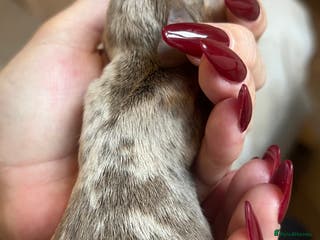 Miniature Dachshund dogs Beautiful litter of miniature dachshund - Advert 15